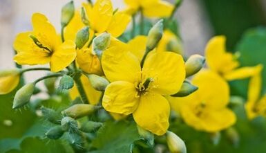 Celandine pro léčbu houby